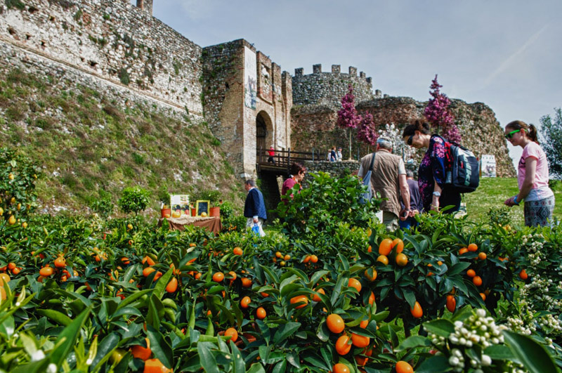 Fiori nella Rocca