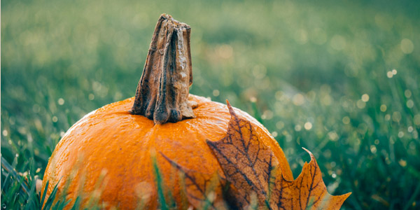 Halloween - Kürbis, Hexen, Werwölfe und Gespenstertreiben