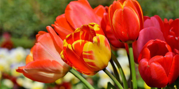 La bellezza del Parco Giardino Sigurtà 