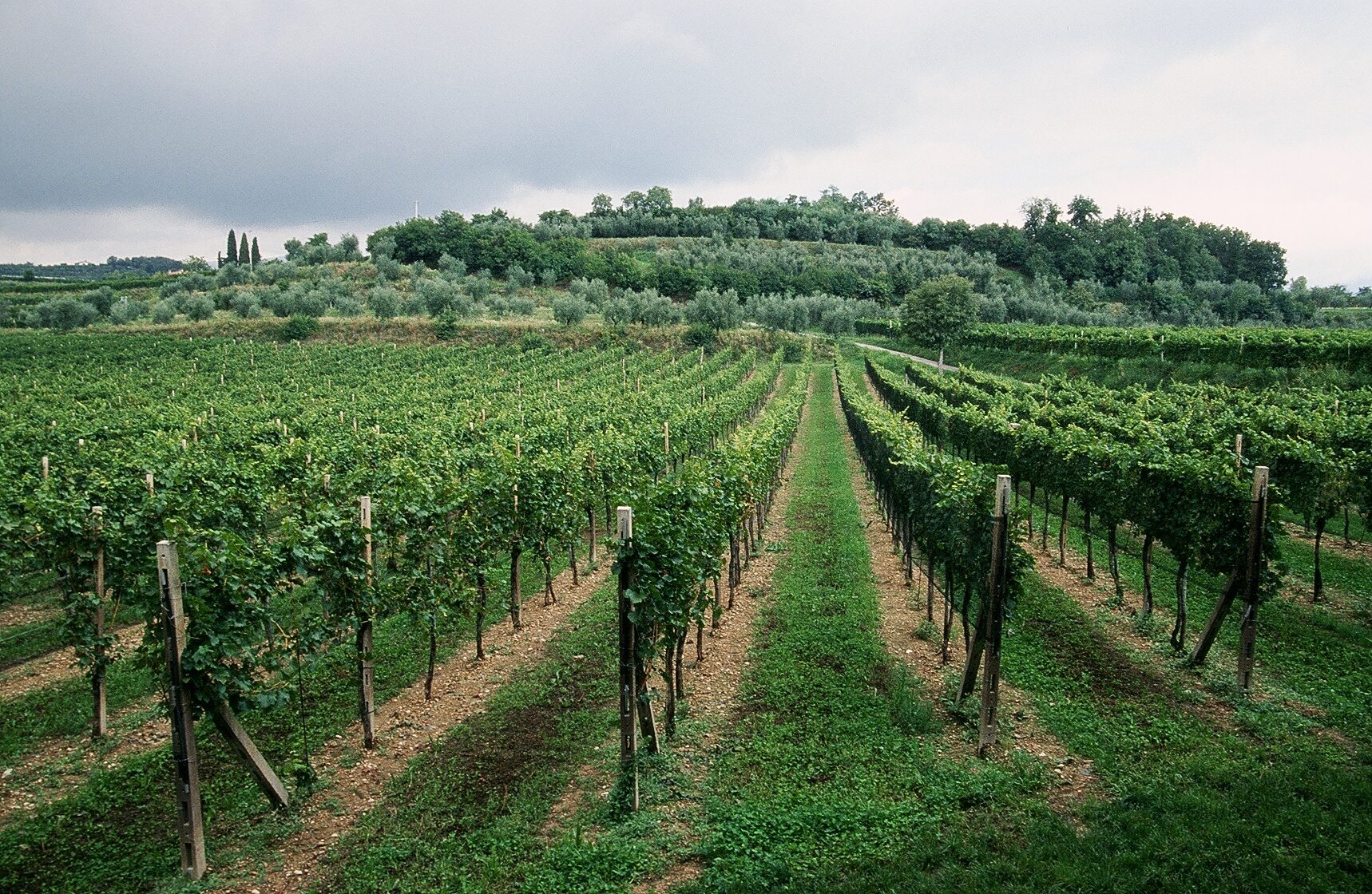 Wine in Valtenesi