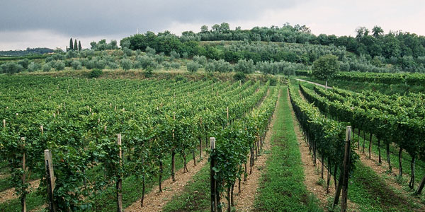 Vini della Valtenesi